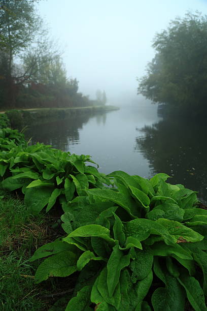 Early morning mist over the River Wey Surrey England Europe