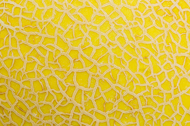 Macro cantaloupe peel texture,Close up texture of melon skin.