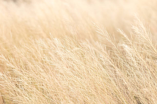 istock Soft focus on a brown grass background,nature background,Green grass in summer forest at sunset. Macro image, shallow depth of field. Abstract summer nature background. 2252959674