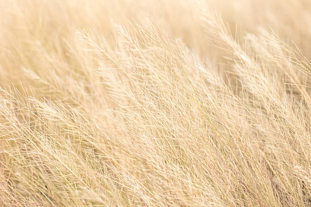 Soft focus on a brown grass background,nature background,Green grass in summer forest at sunset. Macro image, shallow depth of field. Abstract summer nature background.