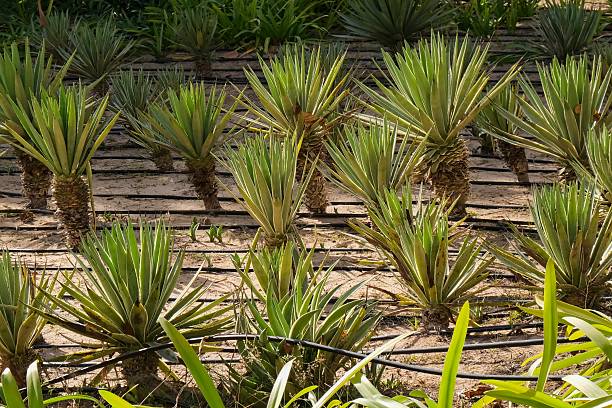 istock Drip irrigation system watering agave plants in arid landscape 2252961254