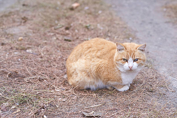 Ginger tabby cat sitting on grass path with curious expression in outdoor setting.