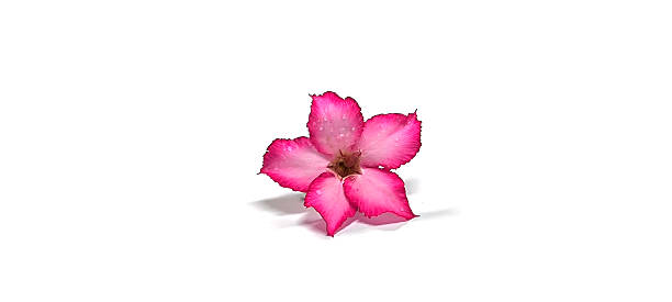 istock Pink flowers on a white background 2252963059