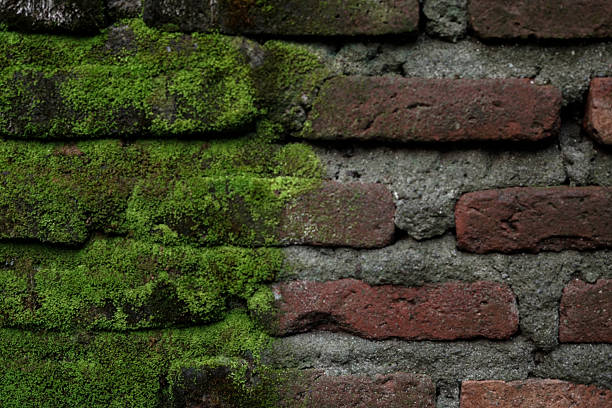 istock Moss Covered Brick Wall Texture With Green Growth For Natural Rustic Backgrounds 2252967896