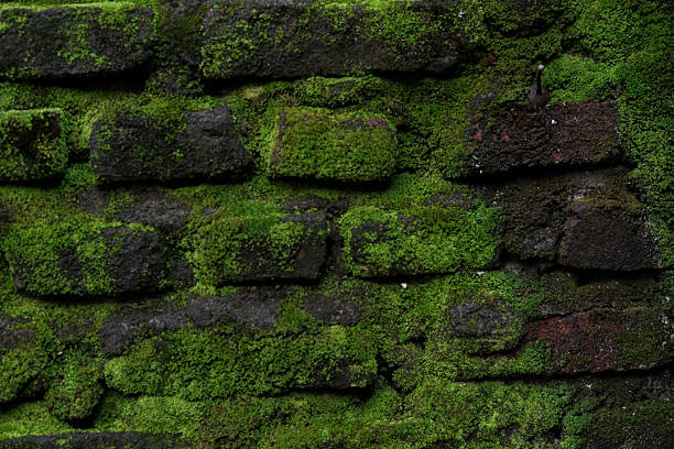 istock Moss Covered Brick Wall Texture With Green Growth For Natural Rustic Backgrounds 2252967996