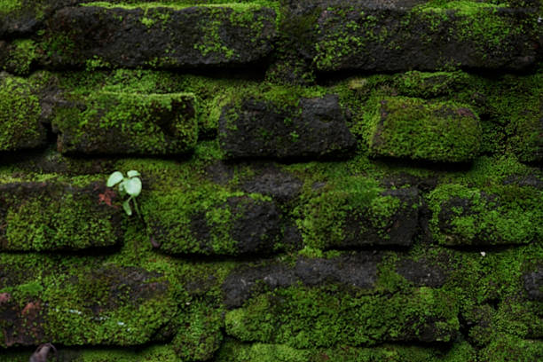 A close-up of an old brick wall blanketed in bright green moss, showing natural texture, moisture, and aged character. Ideal backdrop for nature-themed, rustic, or vintage design projects.