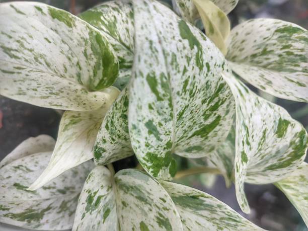 istock Epipremnum aureum 'Marble Queen' flower 2252968759