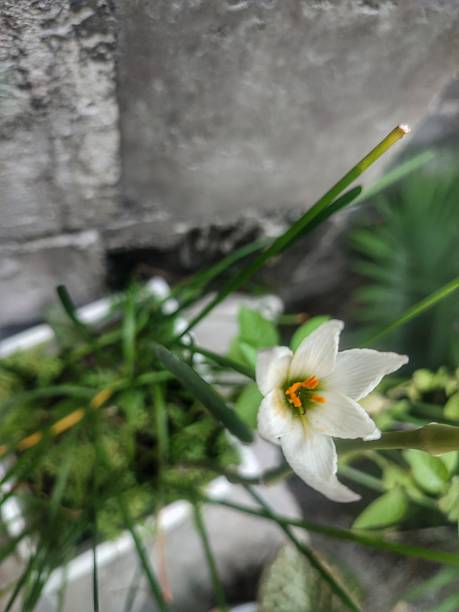 istock an ivory white Zephyranthes candida flower 2252969305