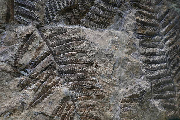 istock The Dolomites fossils 2252971315