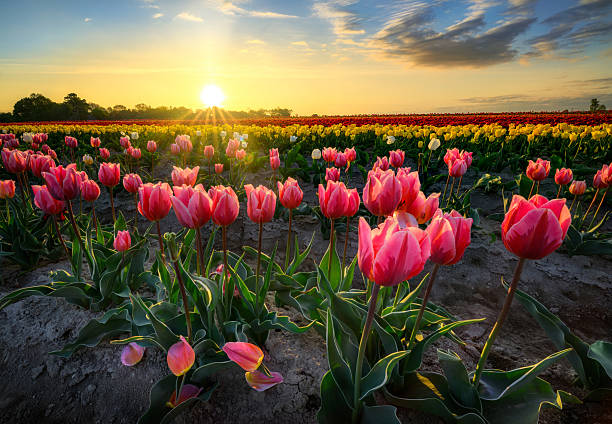 istock Field full of colorful tulips 2252976359