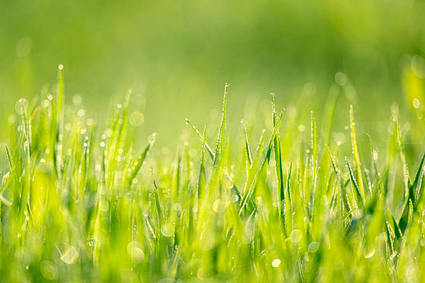 Wet summer green grass background