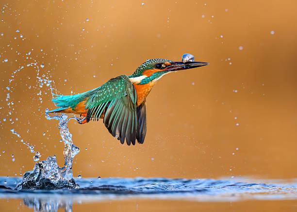 istock European Kingfisher ( Alcedo atthis ) close up 2252976540