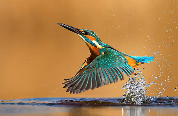 istock European Kingfisher ( Alcedo atthis ) close up 2252976564