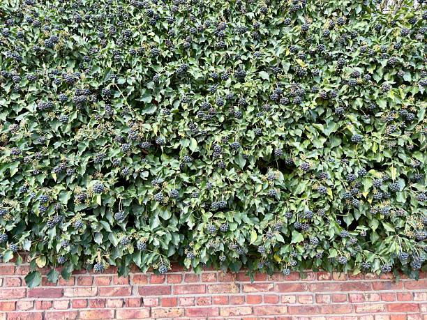 Close-up of hedera helix with berries.
