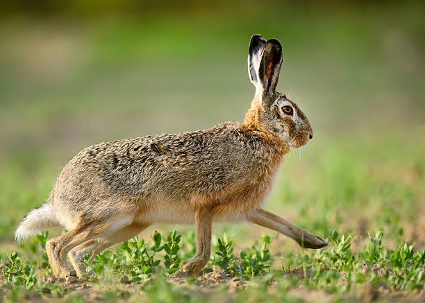 istock European hare ( Lepus europaeus ) close up 2252976714