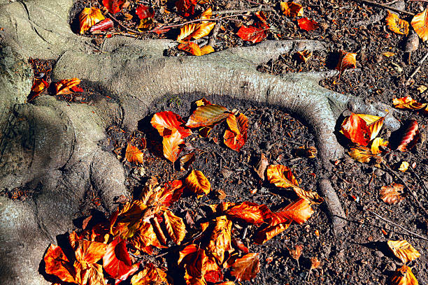 Gnarled tree roots stretch across dry soil, partially exposed and surrounded by fallen autumn leaves. Forest floor glows with warm tones of orange, red, and brown, evoking serene seasonal stillness