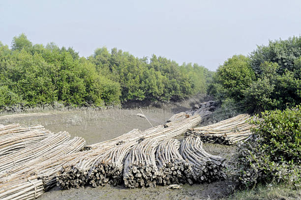 stacked bamboo bundles seen along a mangrove creek at canning, likely kept for temporary storage or tidal transport