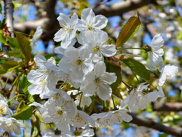 Spring flowers