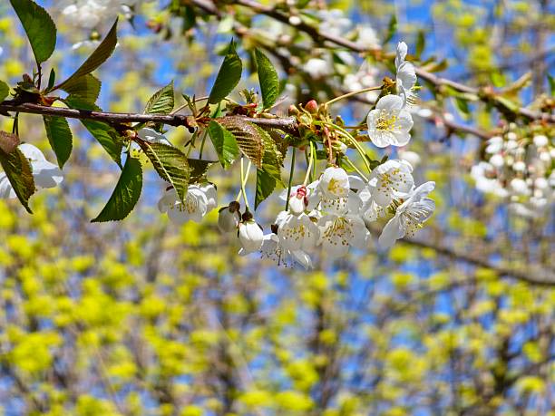 White cherry blossoms, Prunus subgen., bloom in cherry orchard. Close-up.