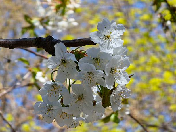 spring blossoming fruit trees in the garden