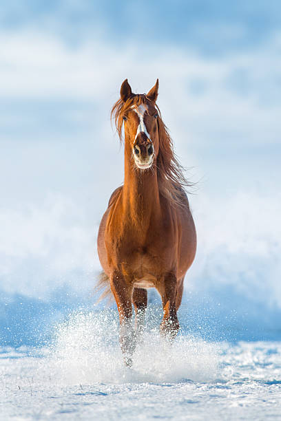 istock Horse run in winter snow 2252978446