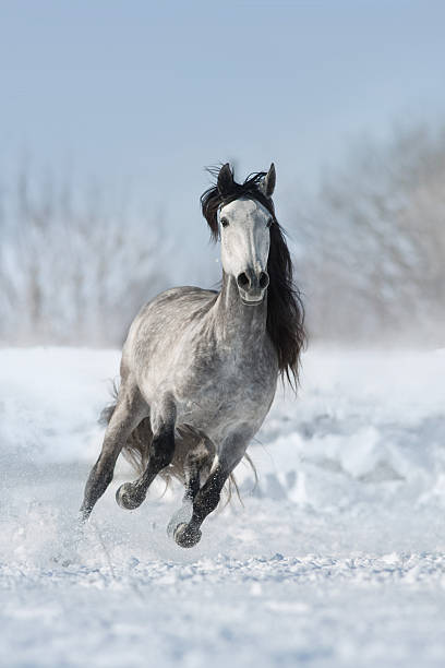 istock White horse run fast in snow 2252978447