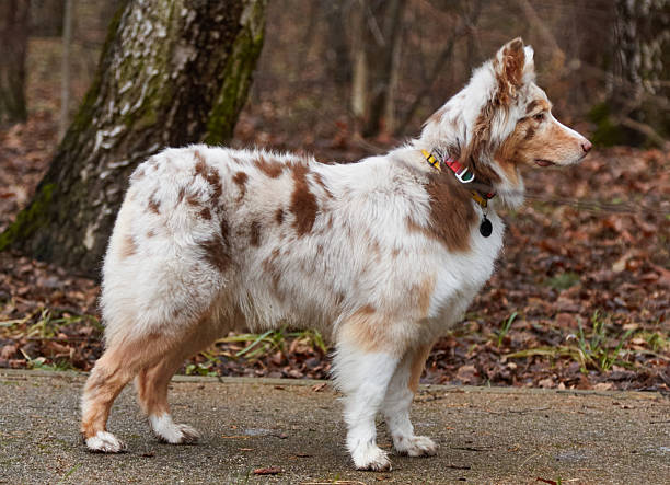istock Australian Shepherd dog standing gracefully on a path surrounded by autumn leaves, showcasing its unique coat and playful demeanor in a natural setting 2252980730