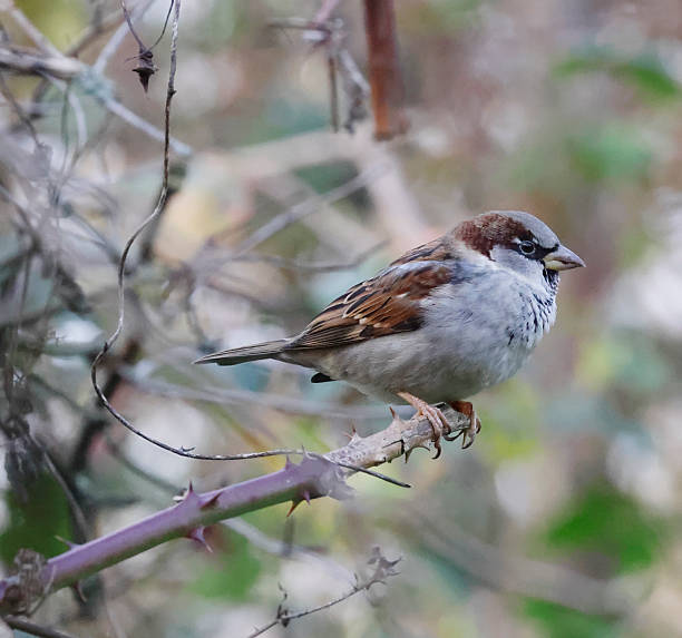 istock House Sparrow (Passer domesticus) Male 2252982314