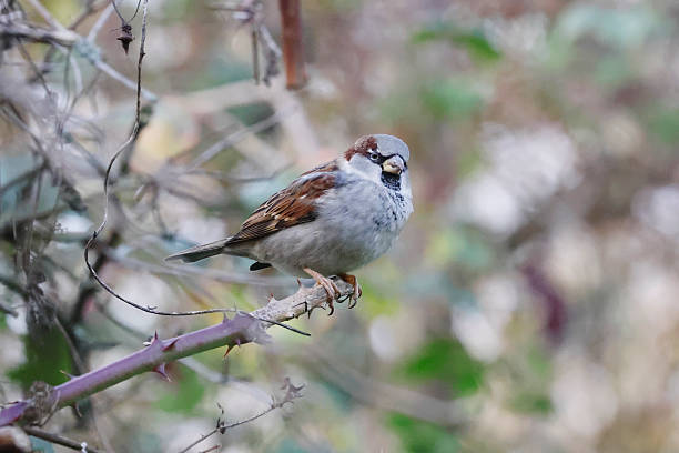 istock House Sparrow (Passer domesticus) Male 2252982360