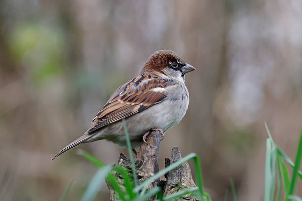 istock House Sparrow (Passer domesticus) Male 2252982385