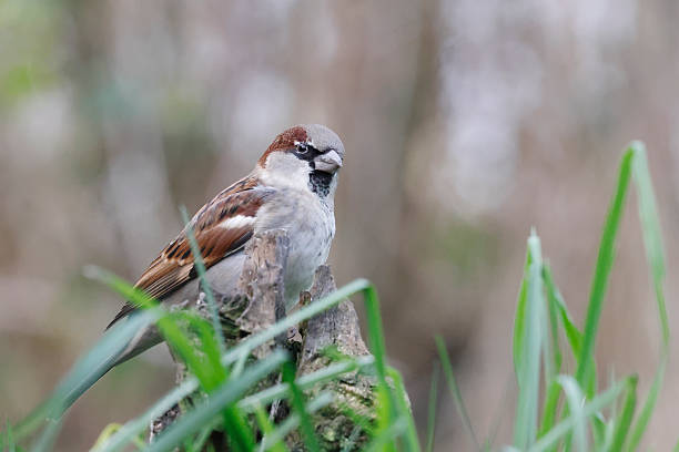 House Sparrow (Passer domesticus) Male