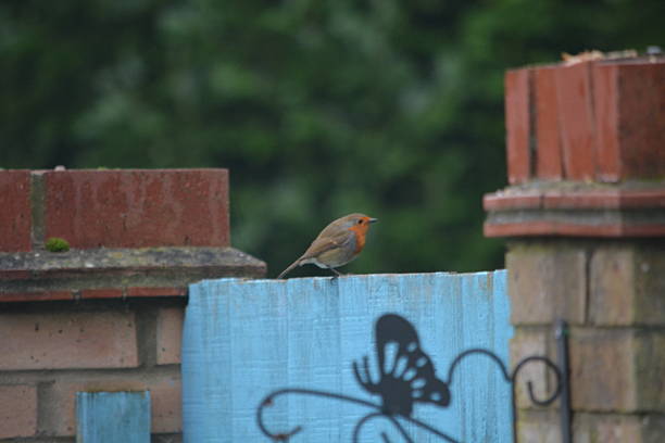 A beautiful Robin perched on the fence