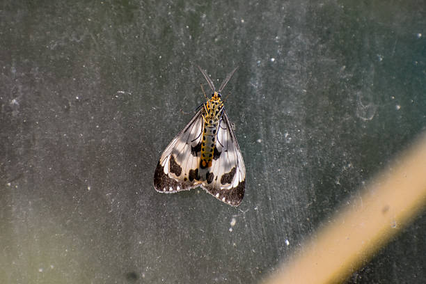 a colorful moth resting on a textured surface, showcasing detailed wing patterns, natural symmetry, and macro insect photography with soft lighting and muted background.