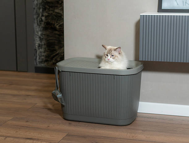 istock A fluffy cat rests comfortably on a litter box, observing its environment in a quiet room with soft lighting 2252988634