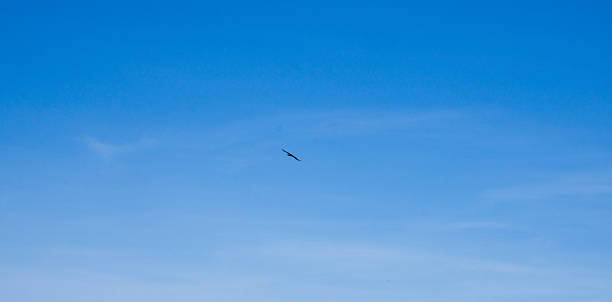istock A bird is flying in a clear blue sky 2252989104
