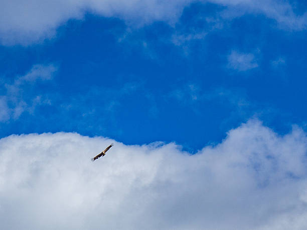 istock Bird of prey soars against blue sky and white clouds 2252989155
