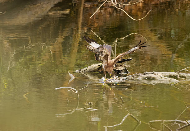 wings spread wide, buzzard dismembers a bird in a pond, buzzard eats its prey, buzzard on a tree stump in a pond, large wingspan of buzzards, bird of prey with prey, Buteo buteo