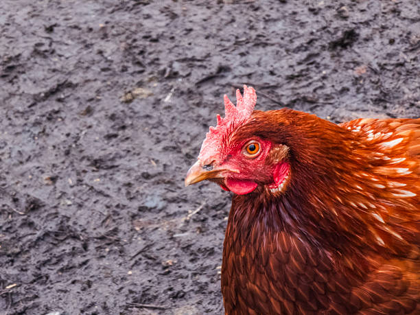 Brown hen with red comb standing in muddy yard, close up profile capturing curious eye and textured feathers, evoking free range, rustic farm life and sustainable husbandry