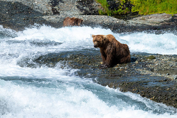 Magical still images captured of two Alaskan Grizzlies