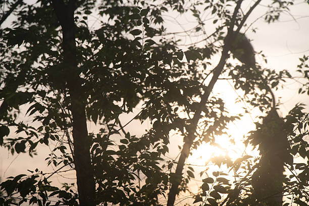 A dense network of tree branches and vibrant leaves contrasts with a soft, cloudy sky during the quiet moments of early evening.