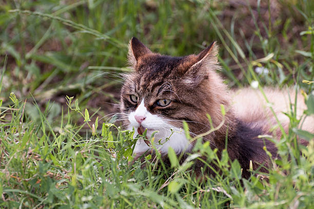 istock beautiful cat with suspicious white muzzle lying in the grass with a leaf in its mouth 2252992450