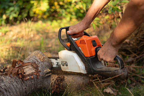 istock Individual uses a chainsaw to cut a log in a forest setting. Sunlight filters through the trees, highlighting the effort in maintaining the wood. 2252992517