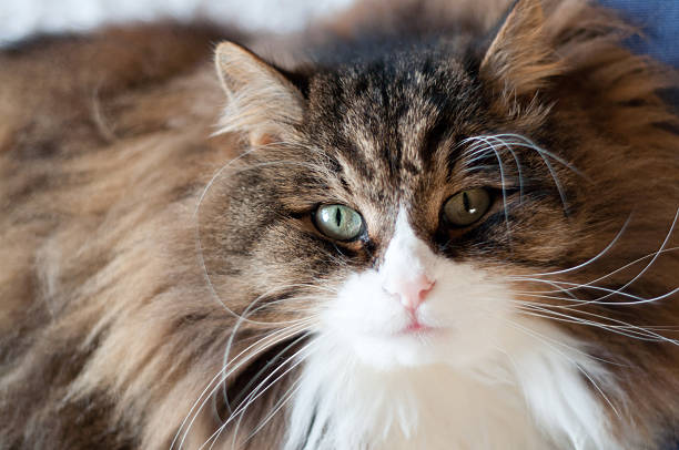 istock beautiful fluffy cat with very long whiskers and eyebrows 2252993804