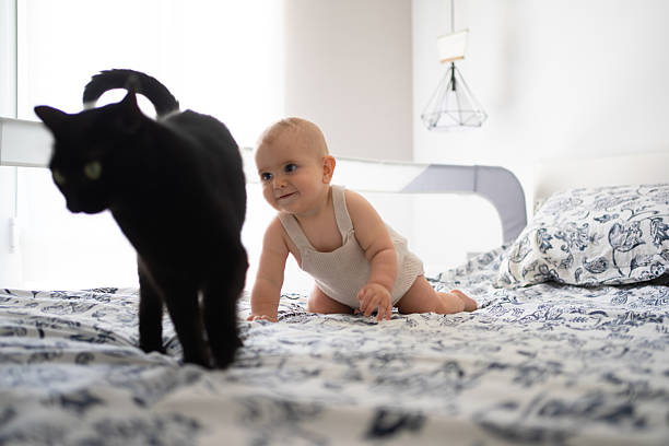 istock Baby crawling on bed playing with black cat 2252994437