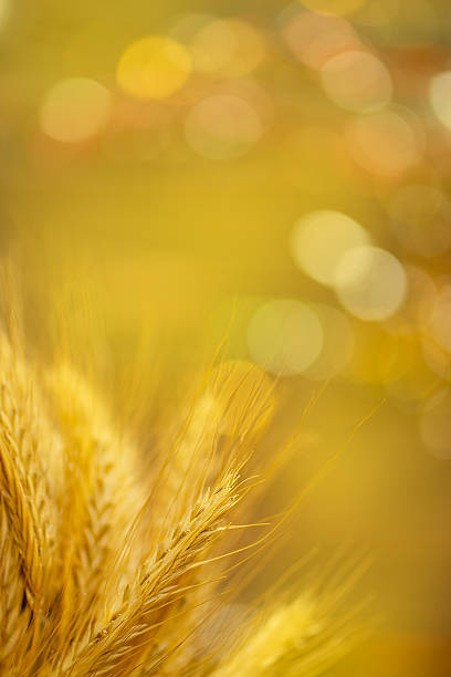 Golden wheat ears for Ukrainian Christmas concept. Golden wheat ears with shallow depth of field representing Ukrainian Christmas symbolism.