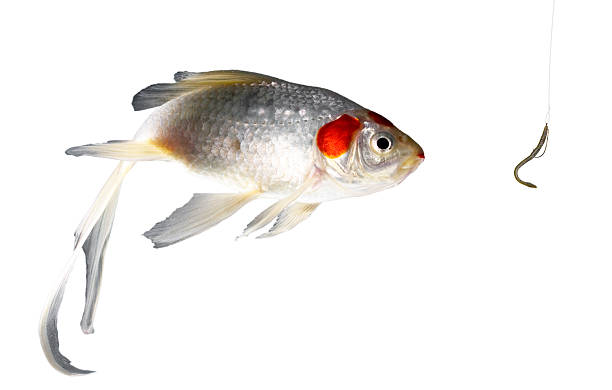Rubber worm with hook used for fishing being looked at by a white fish isolated.