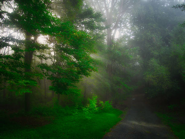 Green foggy forest with sun rays, green leafs,sunlight,sun rays,fog. Czech republic.