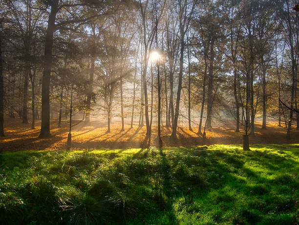 istock Mysterious foggy forest during autumn day 2252997989