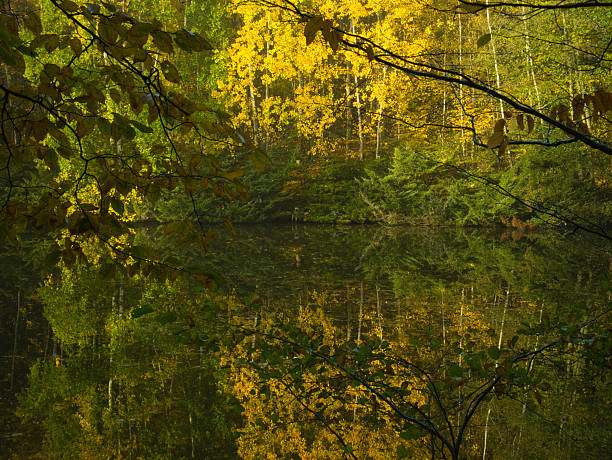 Mysterious foggy forest with reflexion on a watter surface during autumn day, sunlight,fog, green and yellow leafs.  Mystique  relaxing  nature, creepy mood. Czech republic,Europe.