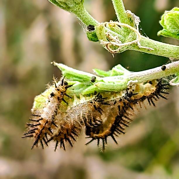 istock Caterpillars of sloth butterfly 2252999004